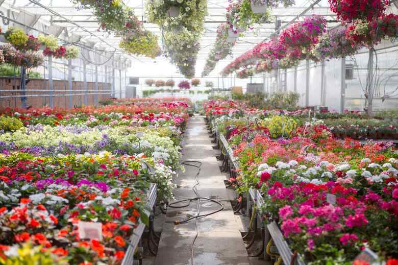 بهترین گلخانه ها در مشهد کدامند؟